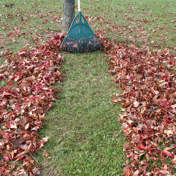 XL lawn rake 2